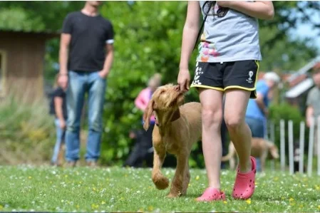 Link zum Tierhalter-Haftpflichtsversicherungsvergleich